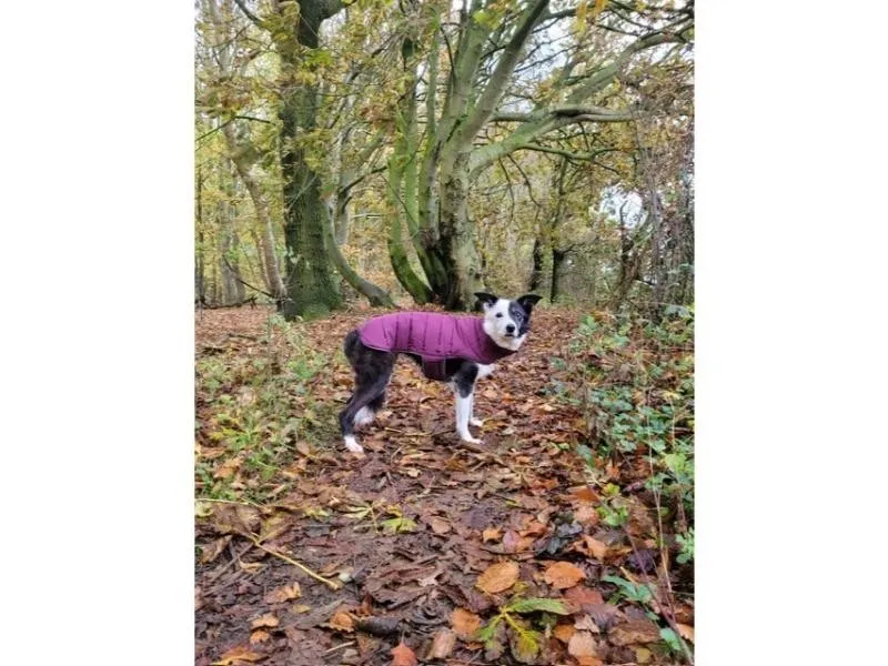 Doodlebone Puffer Jacket Punch & Burgundy Size 3-5