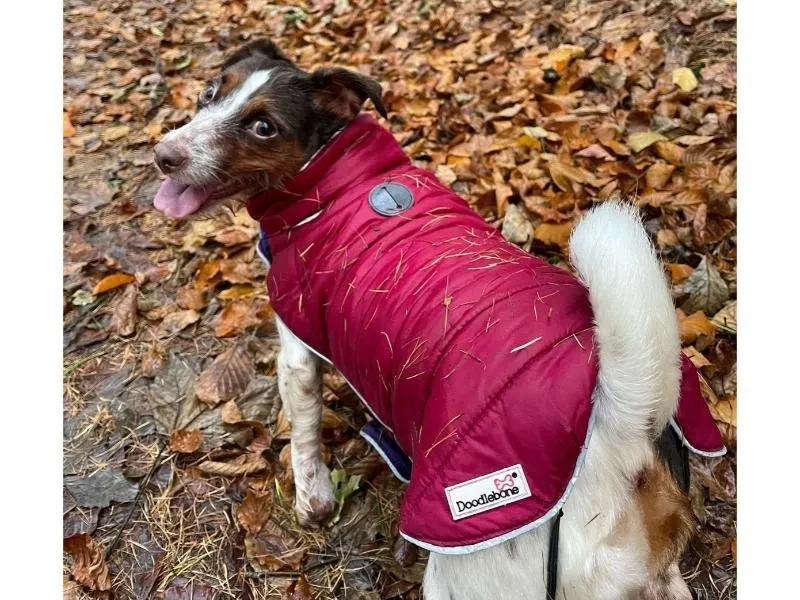 Doodlebone Puffer Jacket Punch & Burgundy Size 3-5